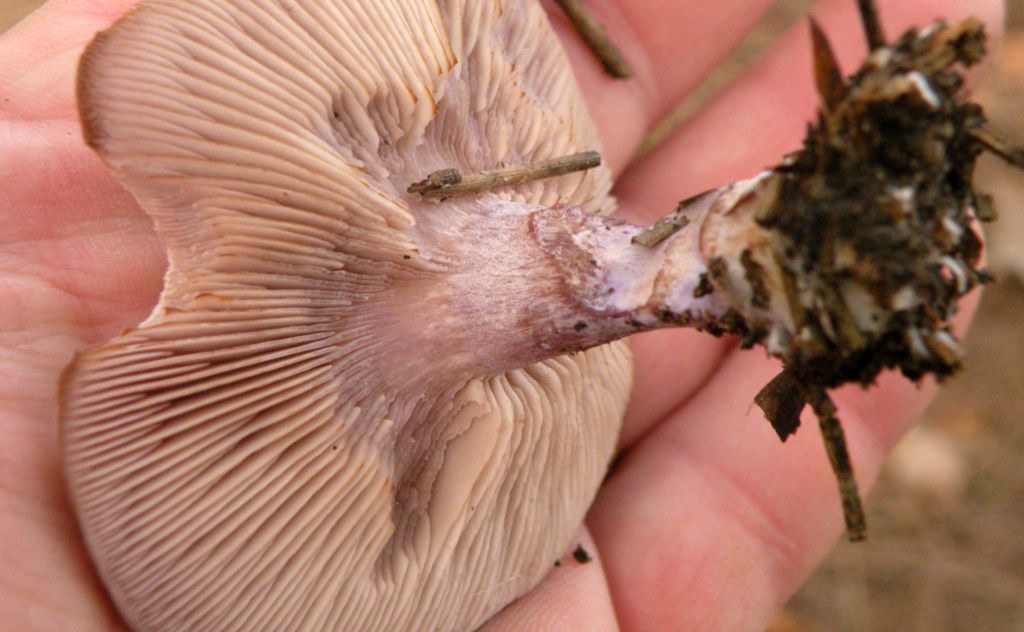 Clitocybe sp in pineta marittima